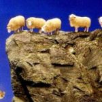 sheep jumping off a cliff