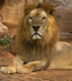 Male Lion